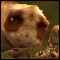 leet